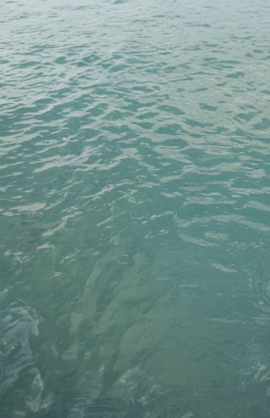 Background image for Summer Game Fishing